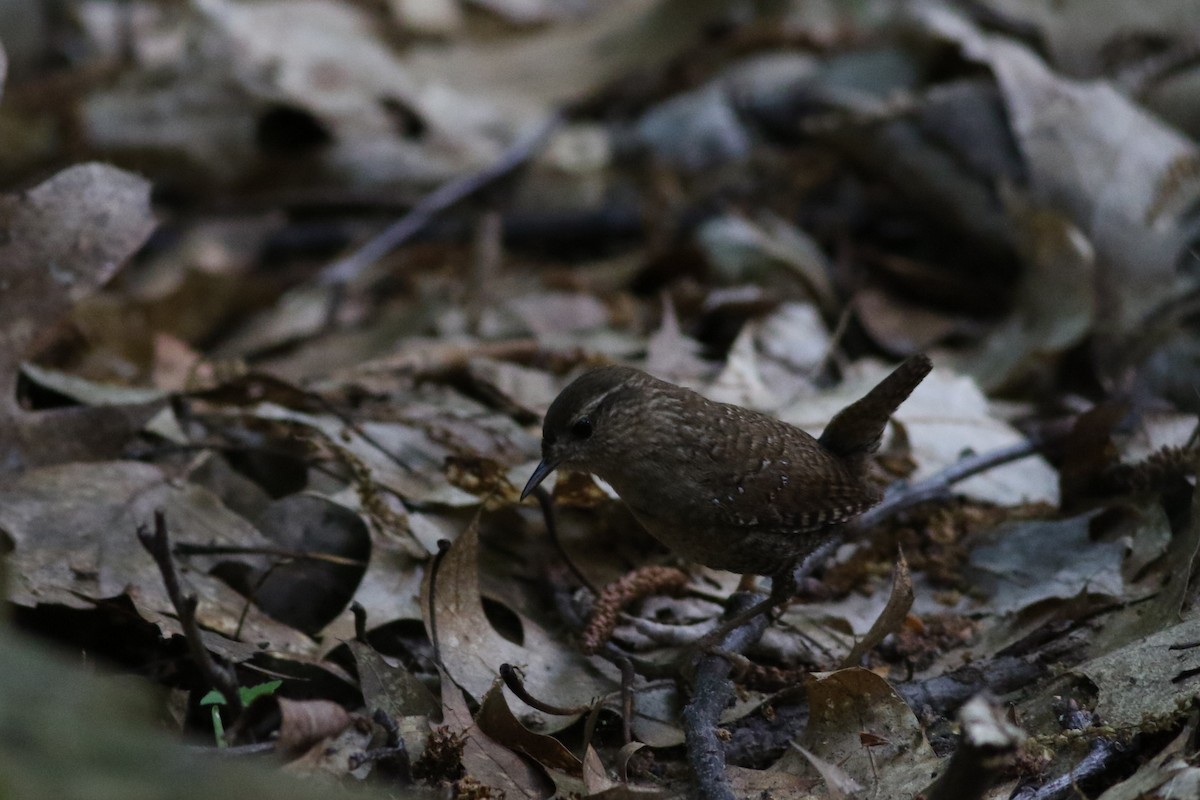 Winter Wren - ML619645320