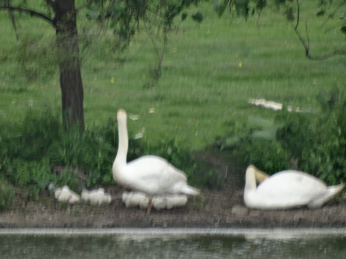 Mute Swan - ML619645322