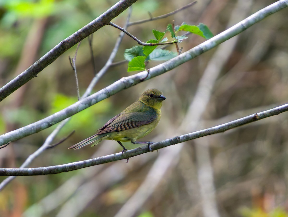 Painted Bunting - A Birder