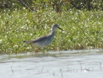 Greater Yellowlegs - John McCallister