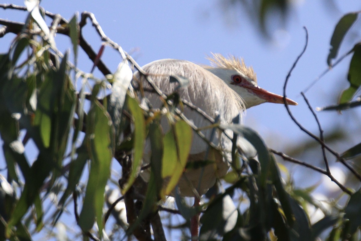 Чапля єгипетська (підвид ibis) - ML619645330