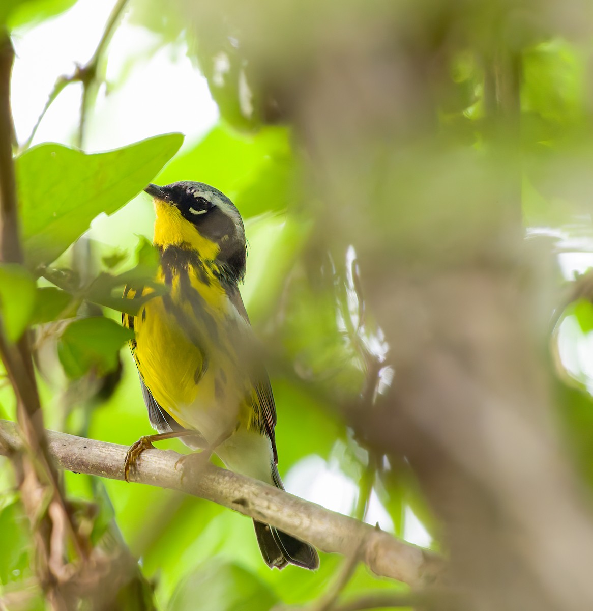 Magnolia Warbler - A Birder