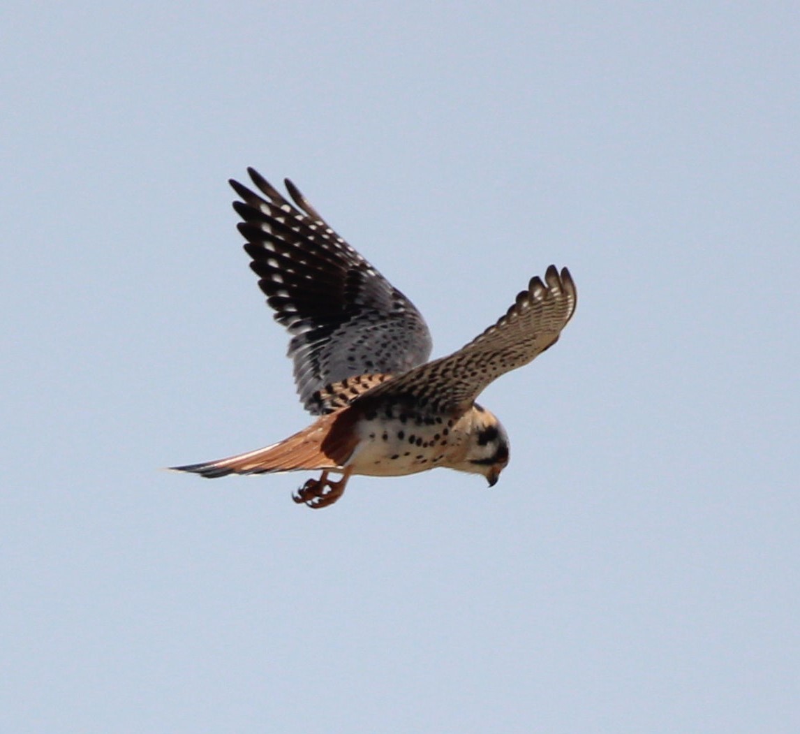 American Kestrel - Jeff Smith