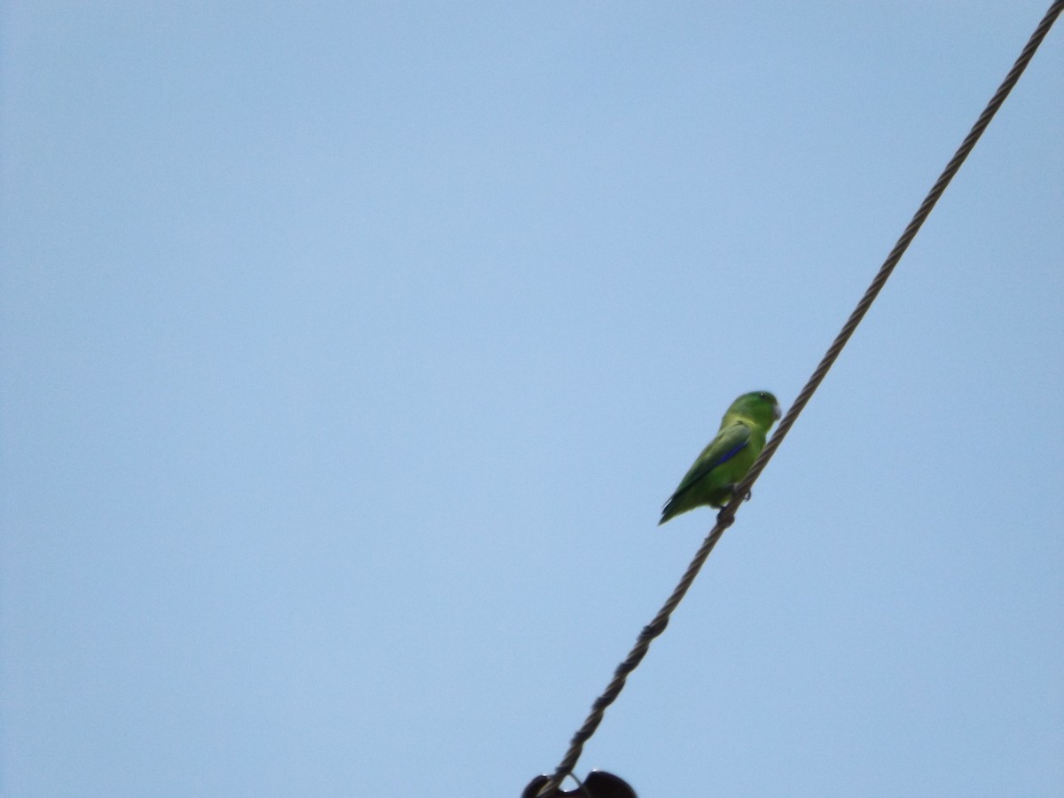 Cobalt-rumped Parrotlet - UEDSON REGO