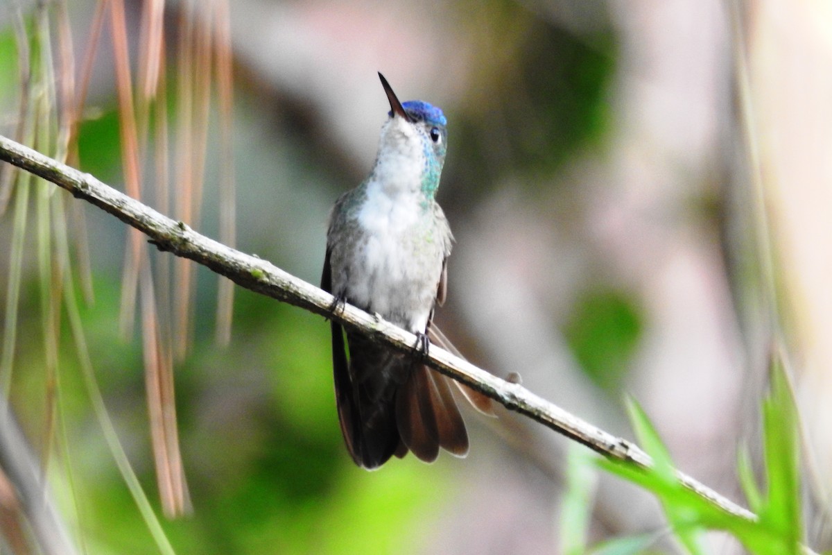 Azure-crowned Hummingbird - ML619645346