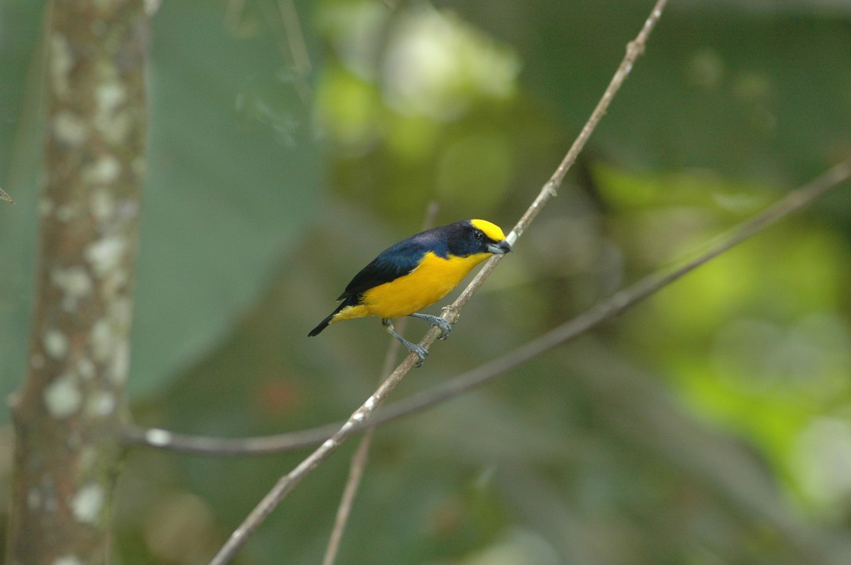 Thick-billed Euphonia - ML619645349