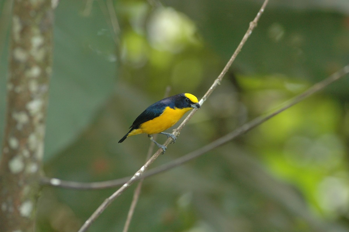 Thick-billed Euphonia - Francisco Sornoza