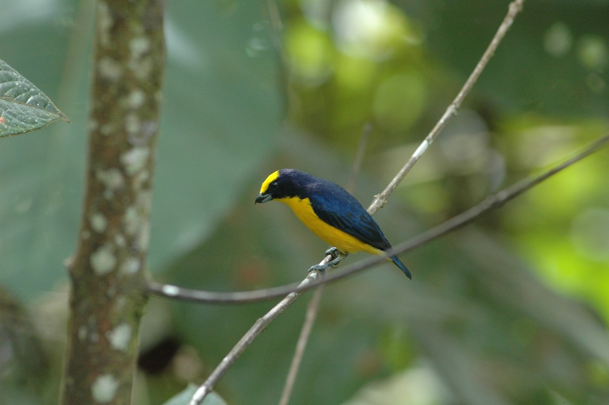 Thick-billed Euphonia - ML619645354