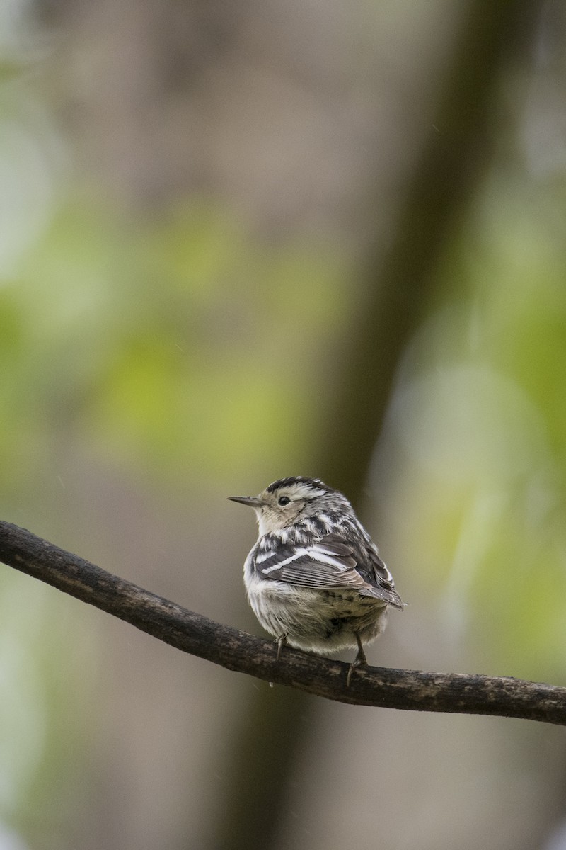 Black-and-white Warbler - Jameson Koehn