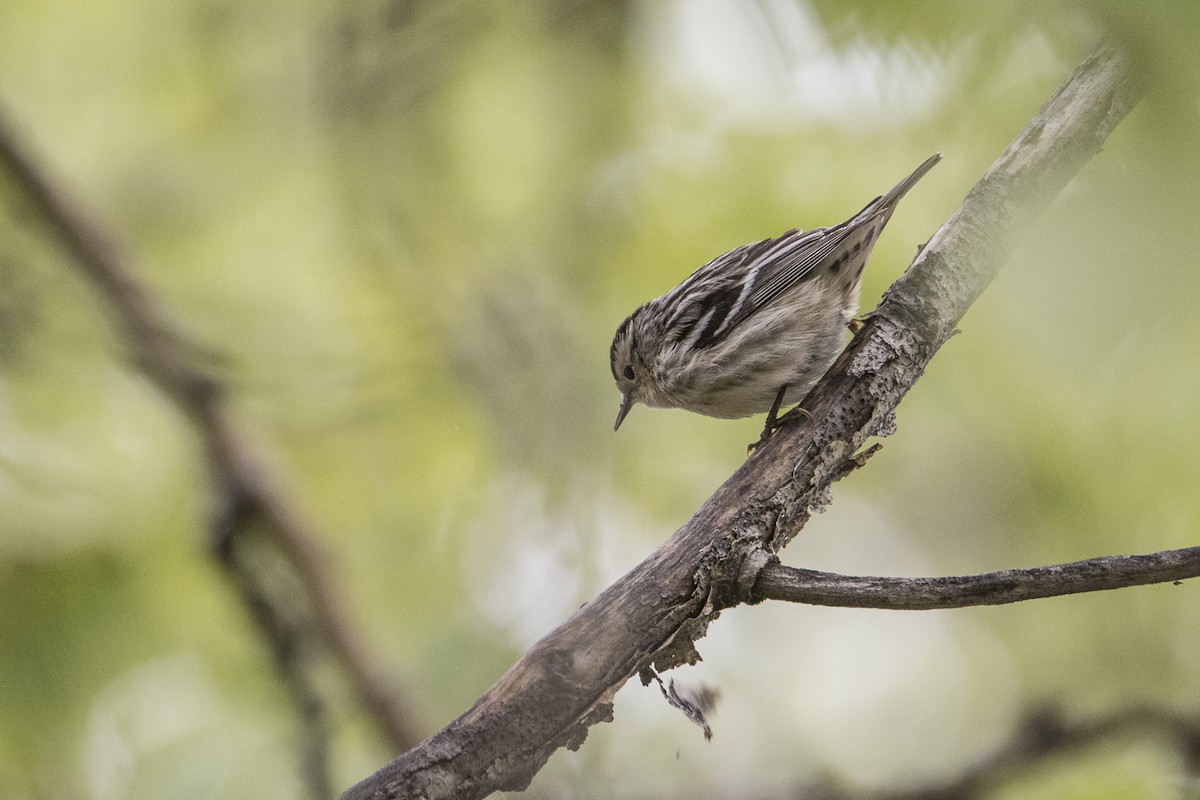 Black-and-white Warbler - Jameson Koehn