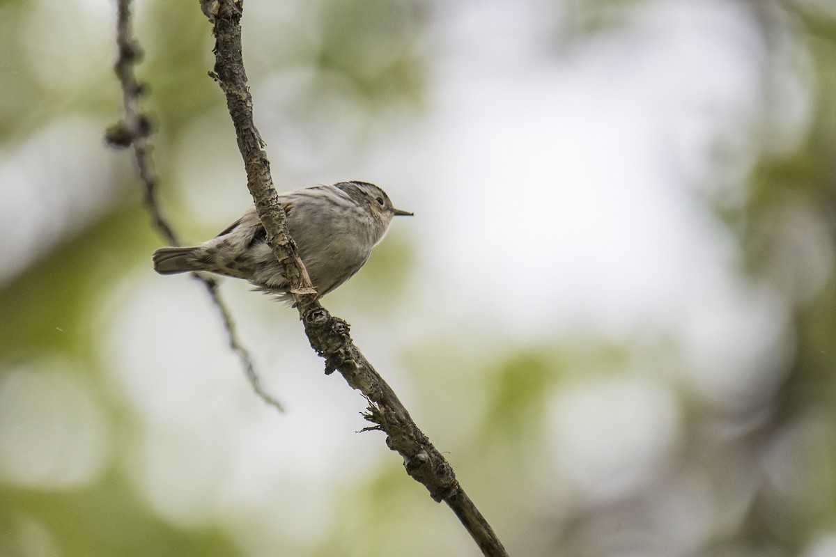 Black-and-white Warbler - Jameson Koehn