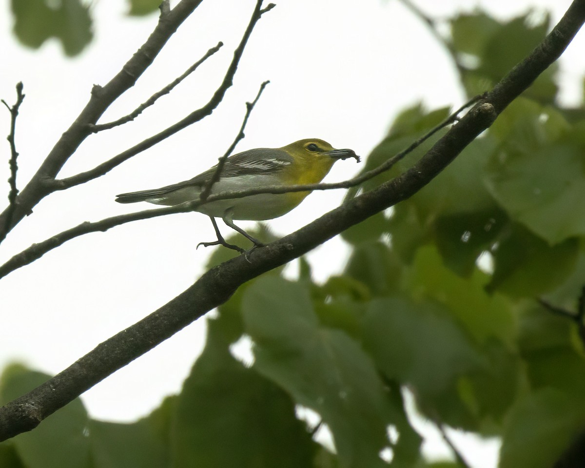 Yellow-throated Vireo - Frank Pointner