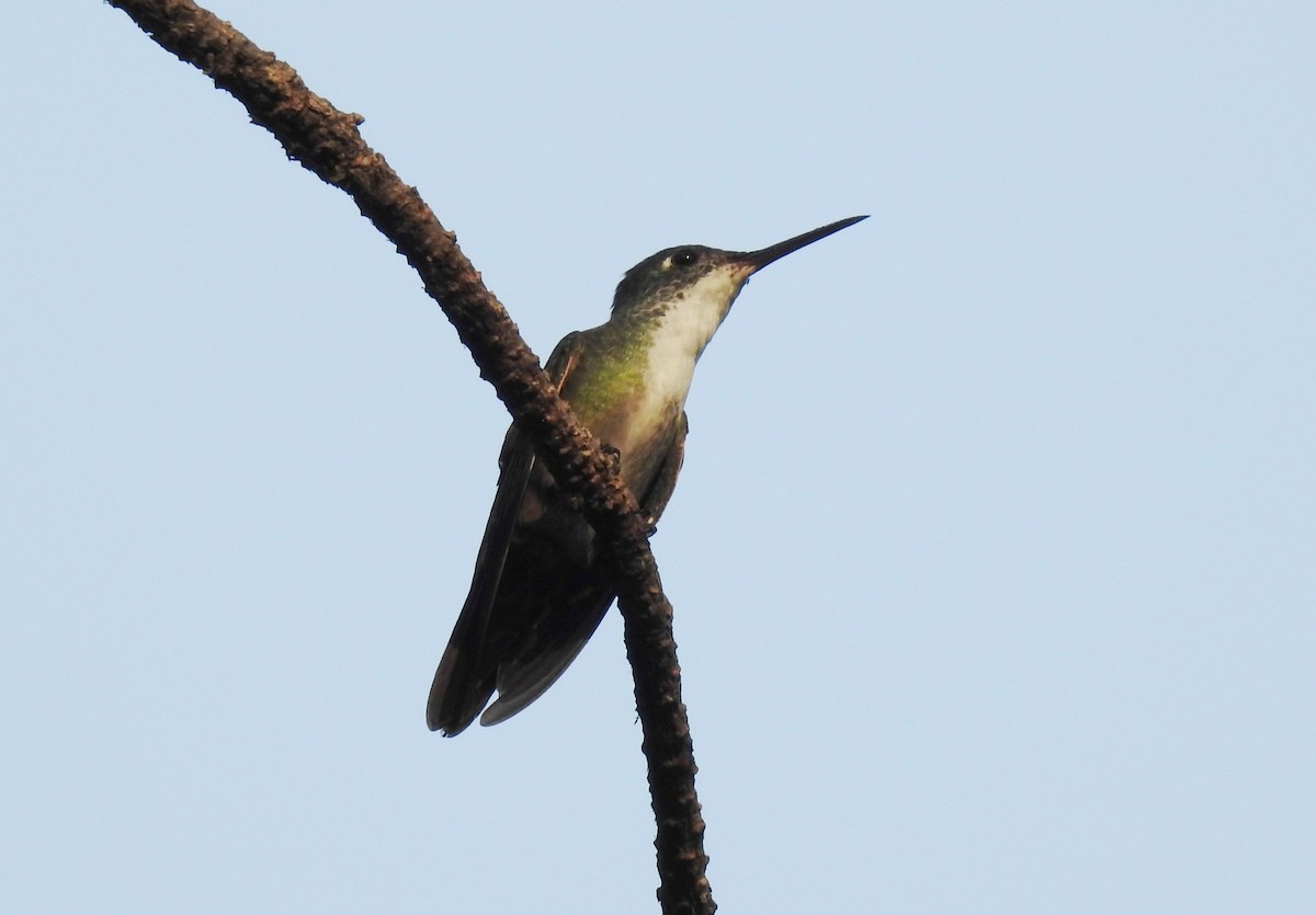 kolibřík azurovotemenný - ML619645368