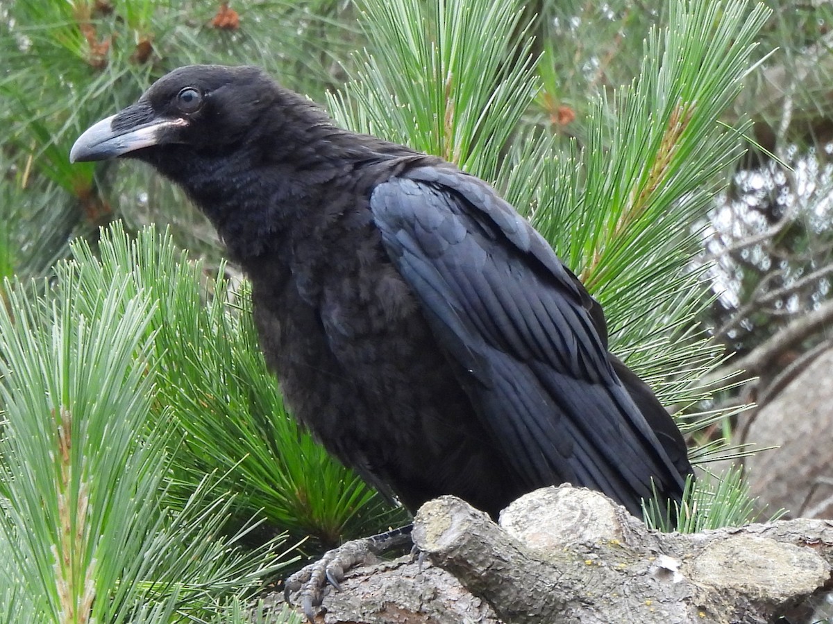 Common Raven - ML619645370