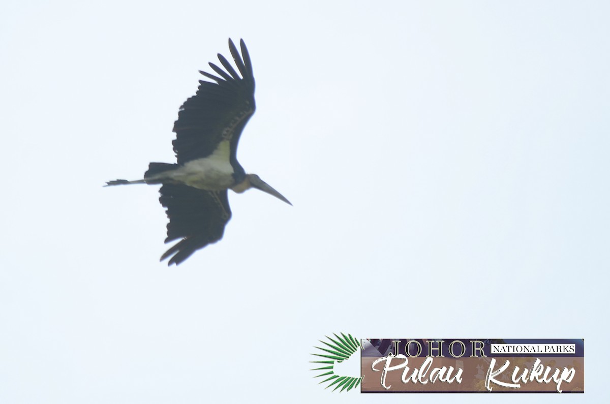 Lesser Adjutant - mohd amir zakaria