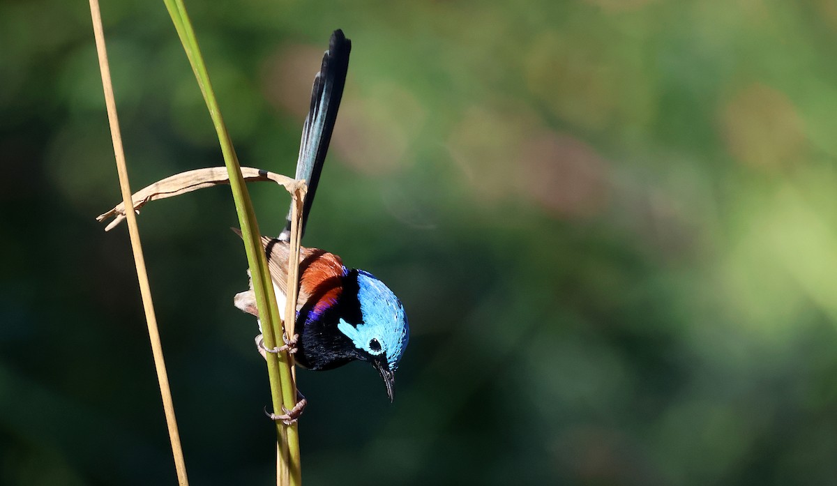 Variegated Fairywren - Tom Tarrant