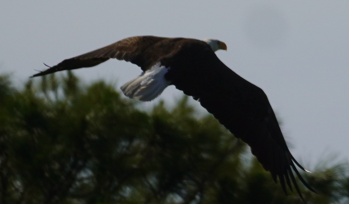 Bald Eagle - John McCallister