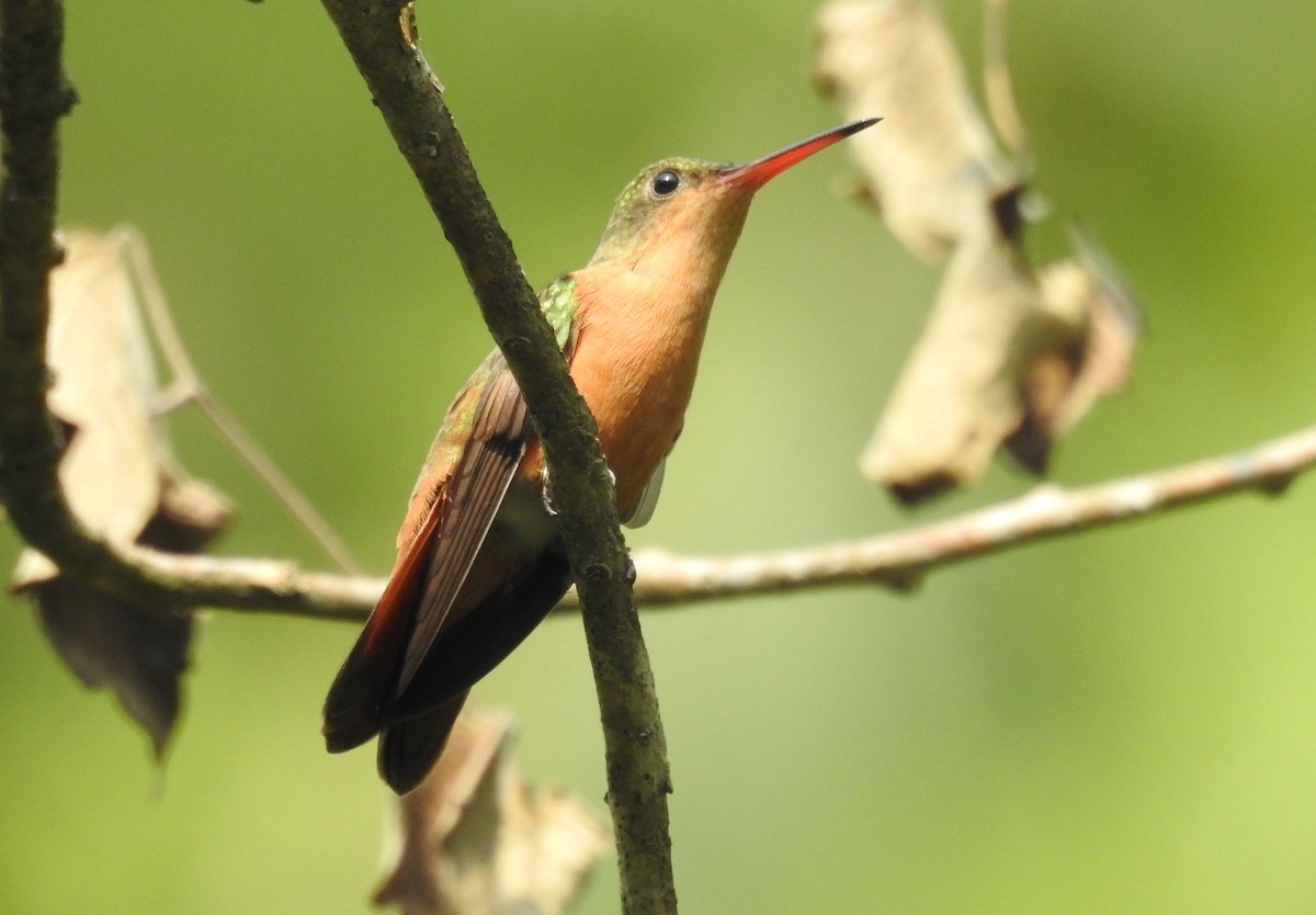 Tarçın Renkli Kolibri - ML619645388