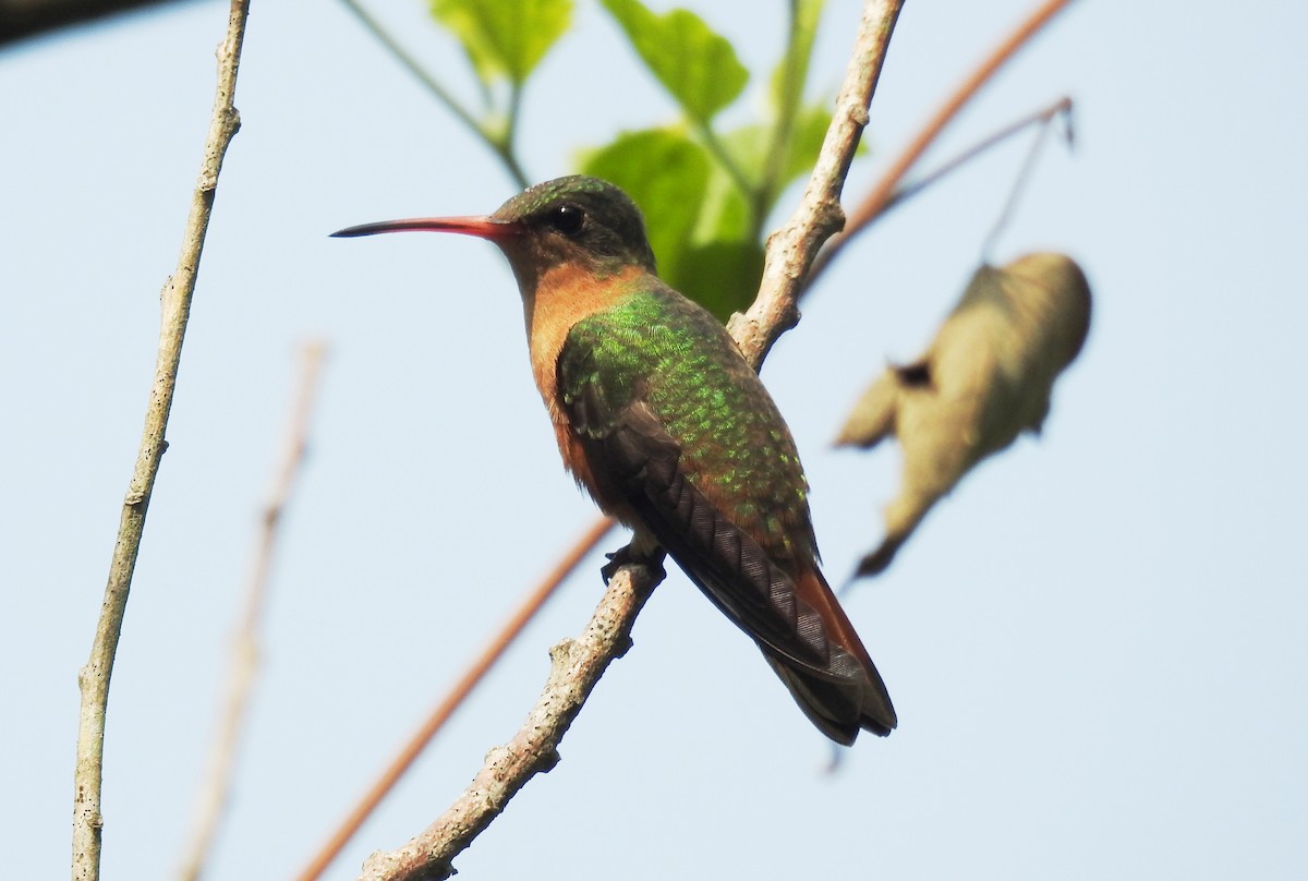 kolibřík ryšavý - ML619645389