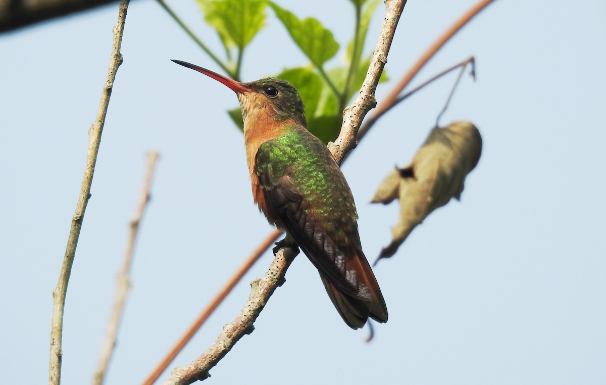 Tarçın Renkli Kolibri - ML619645390