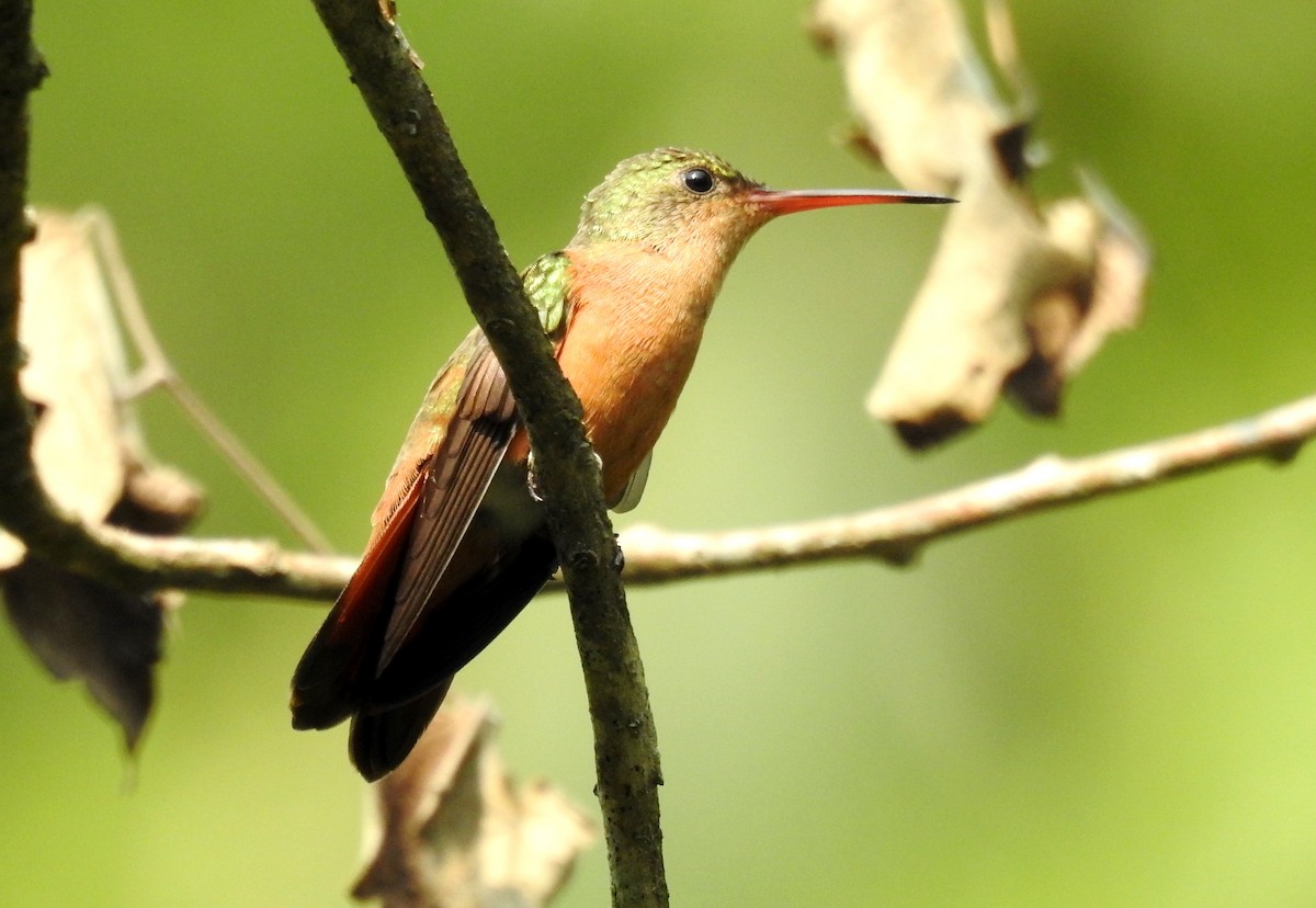 kolibřík ryšavý - ML619645392