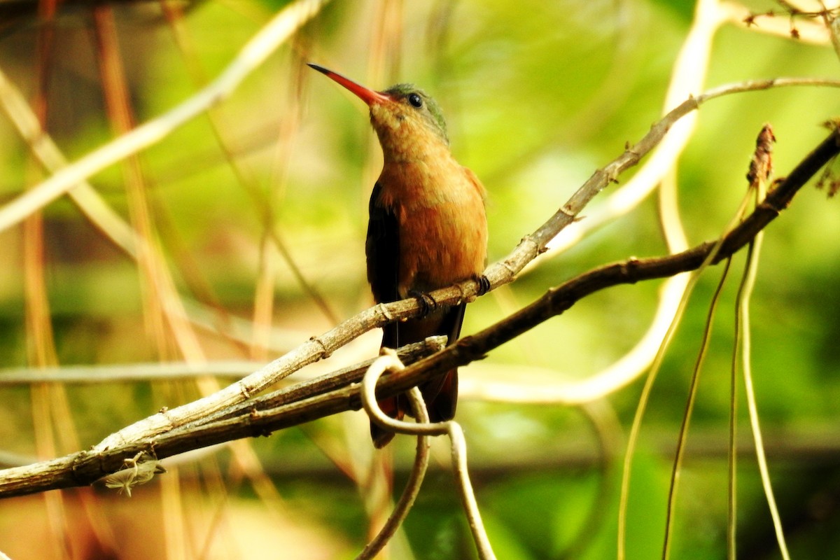 kolibřík ryšavý - ML619645393