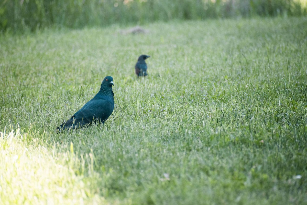 Rock Pigeon (Feral Pigeon) - Christy Hyman