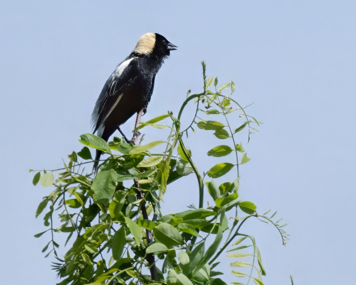 bobolink americký - ML619645399