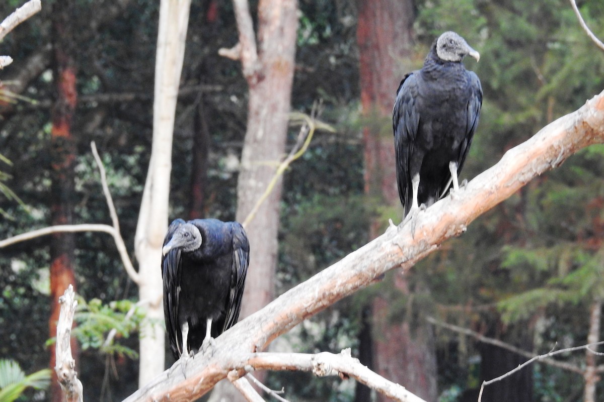 Black Vulture - Pablo Bedrossian