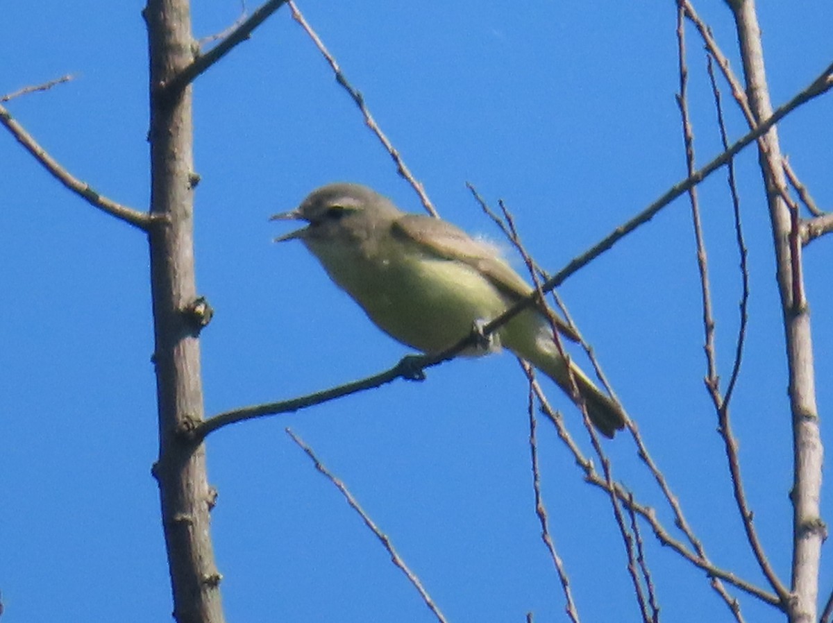 Warbling Vireo - Ken Clark