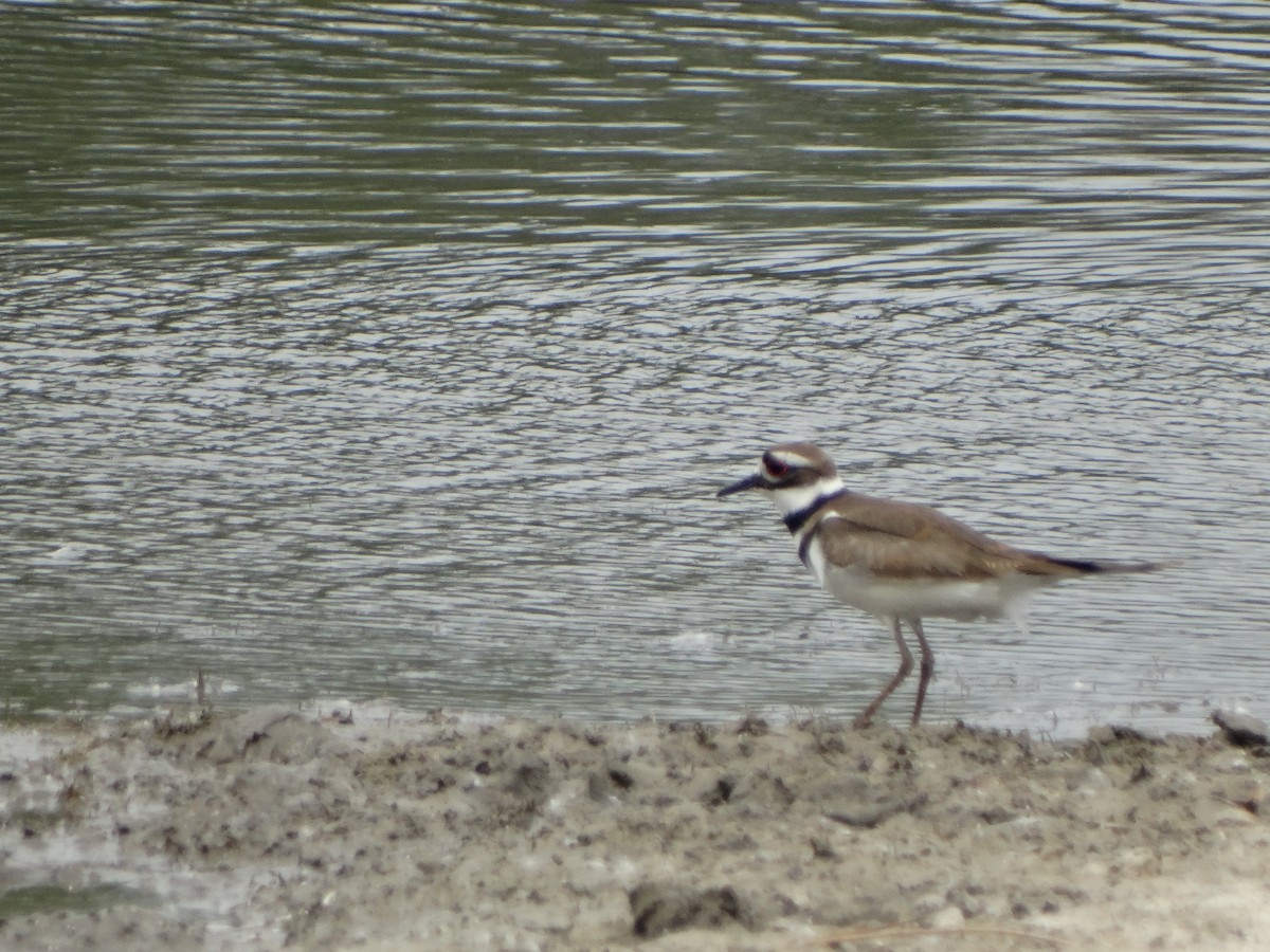 Killdeer - Jeffrey Sharpe