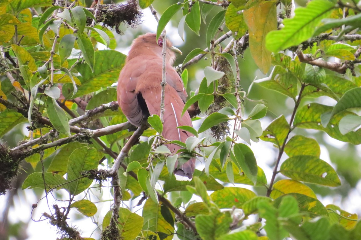 Squirrel Cuckoo - ML619645410