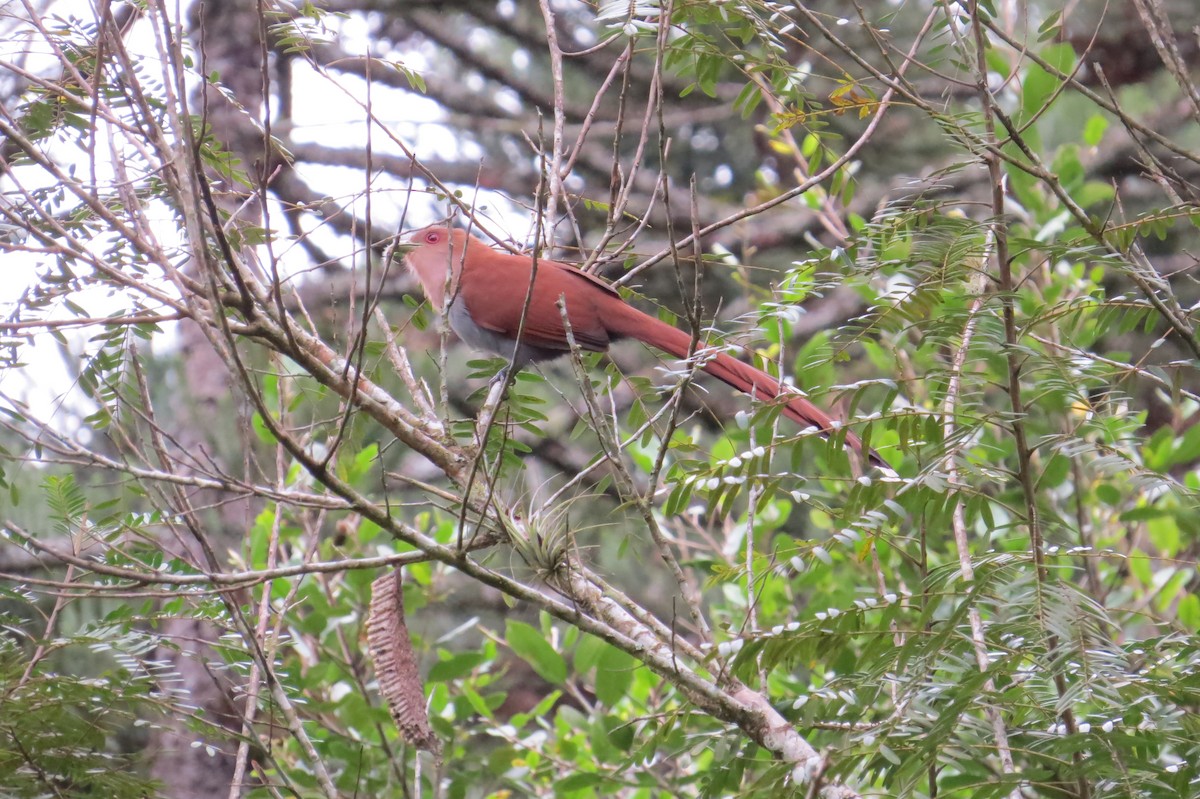 Squirrel Cuckoo - ML619645411