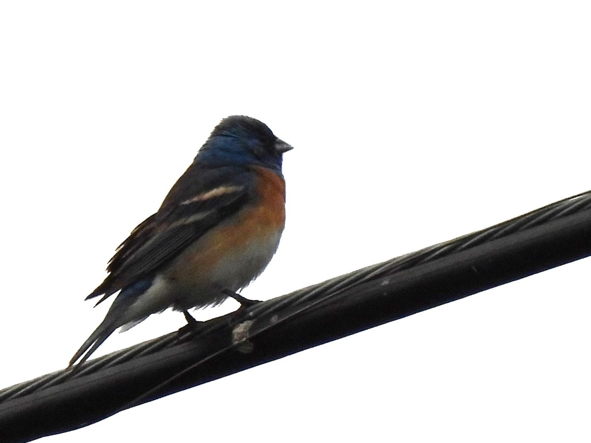 Lazuli Bunting - Kiandra Mitchell