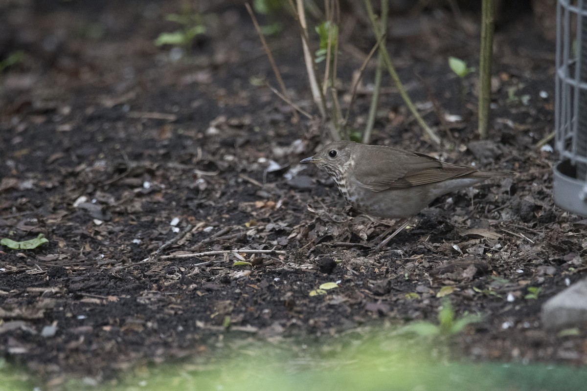 Gray-cheeked Thrush - Jameson Koehn