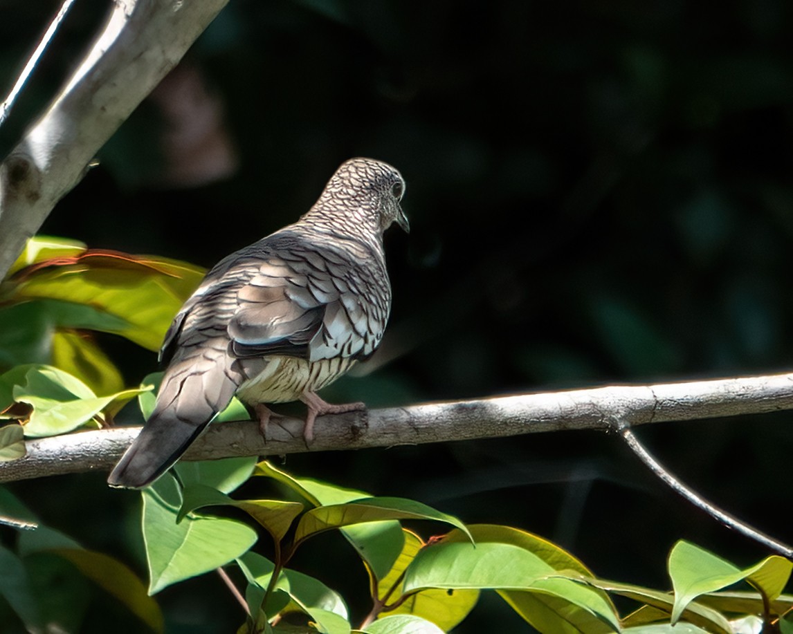 Scaled Dove - Albino Paiva