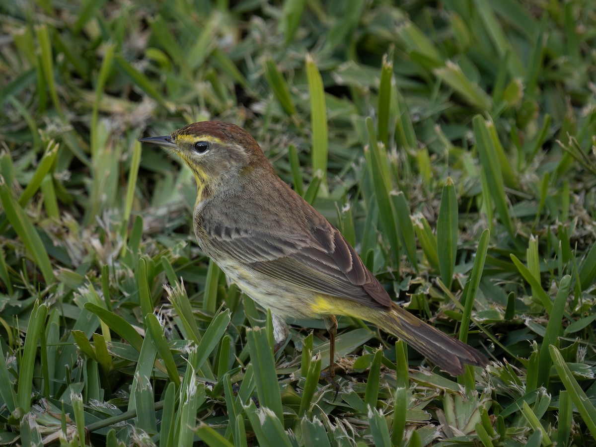 Palm Warbler - ML619645431