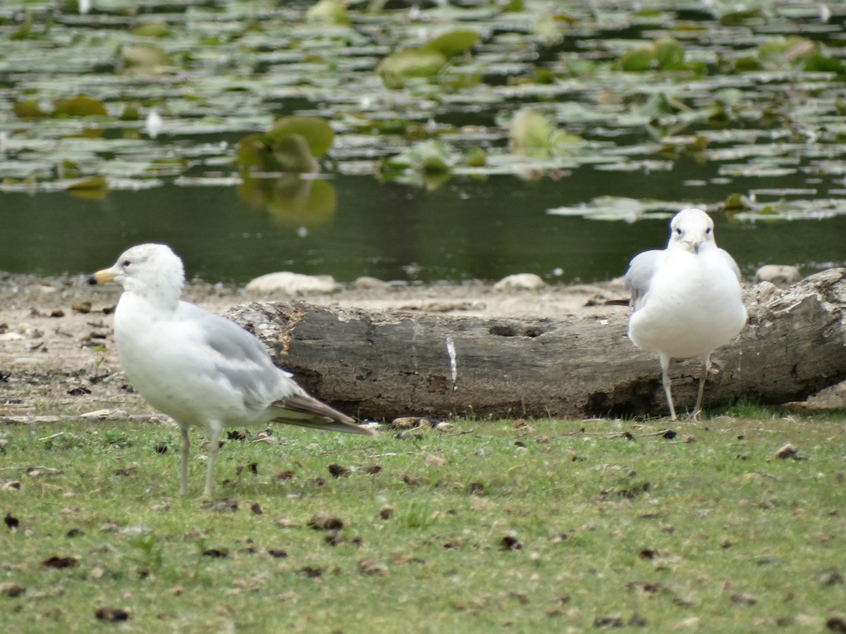 Ring-billed Gull - ML619645437