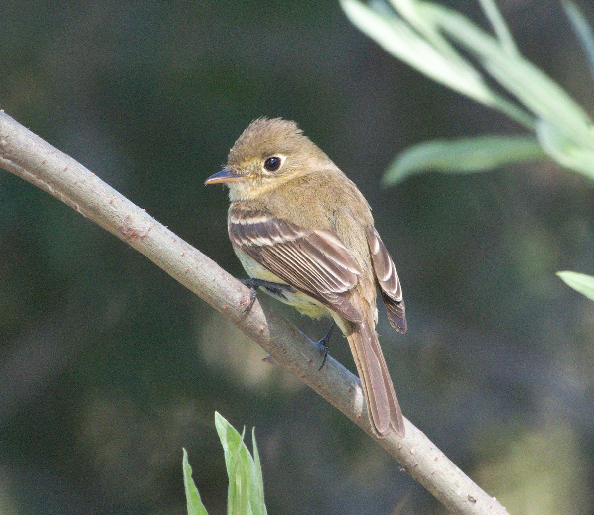 Western Flycatcher (Pacific-slope) - Jaedon Tembrevilla