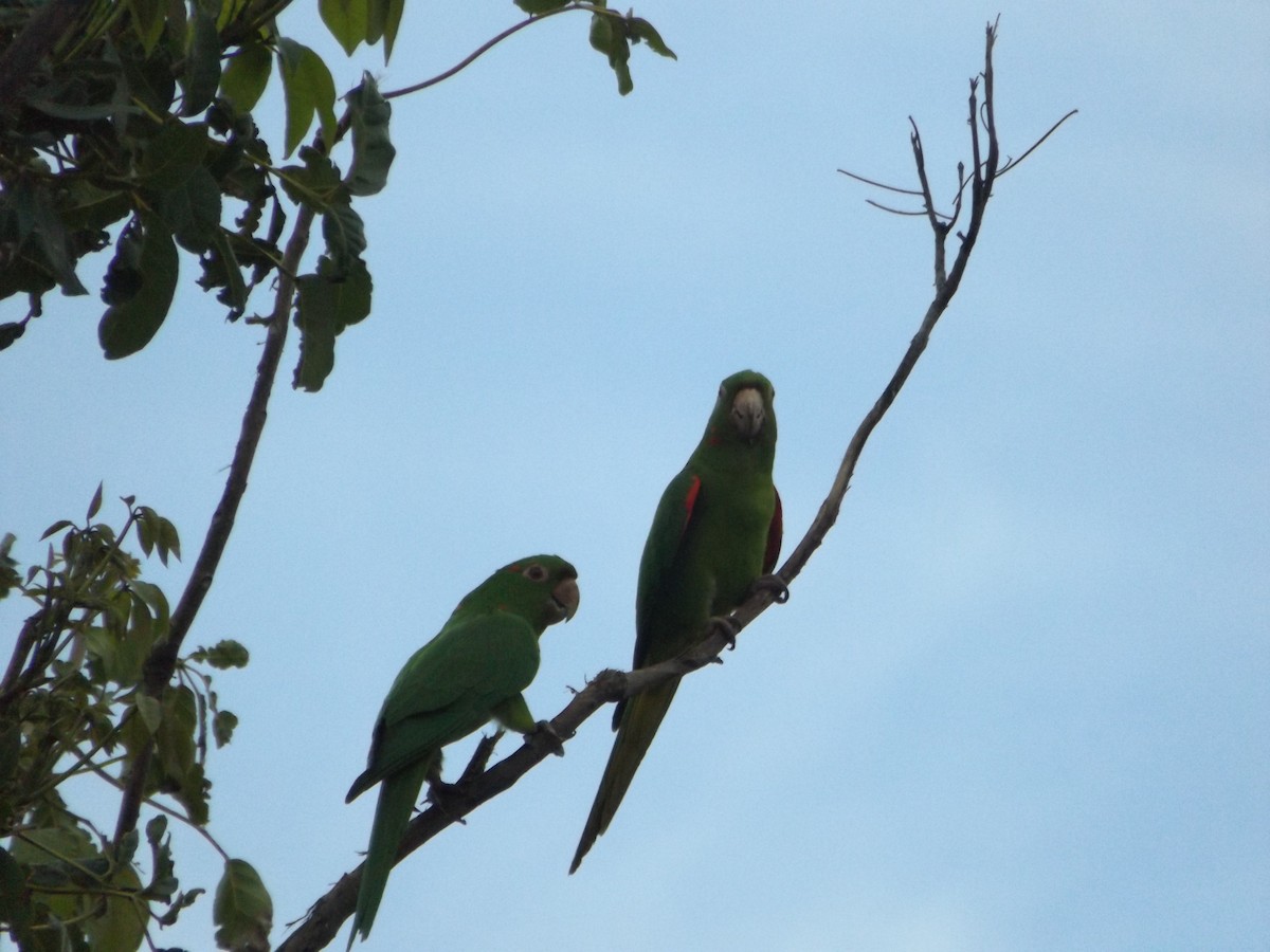 White-eyed Parakeet - UEDSON REGO