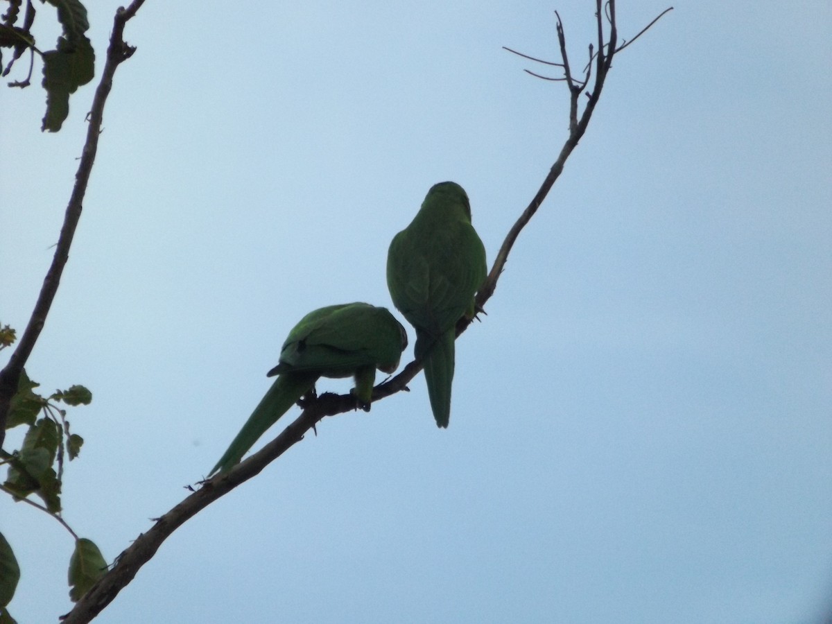 White-eyed Parakeet - UEDSON REGO