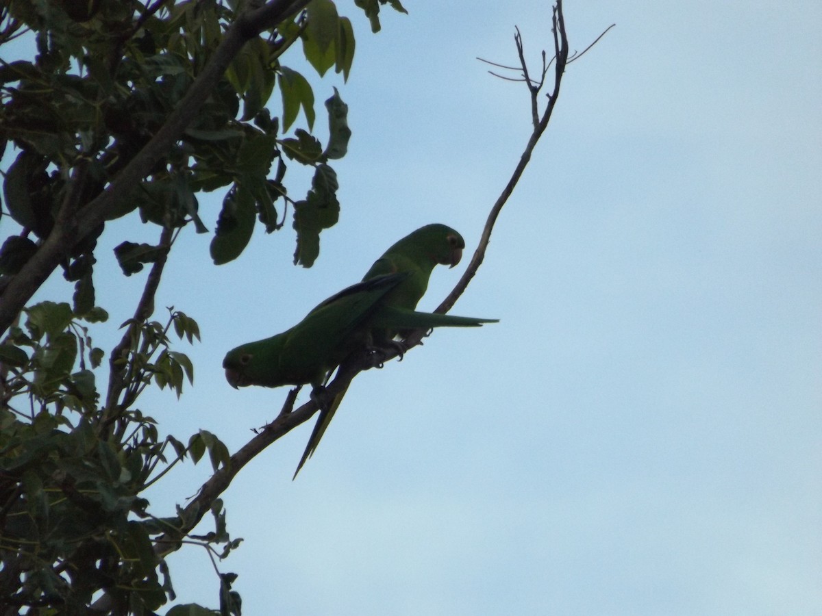 White-eyed Parakeet - UEDSON REGO