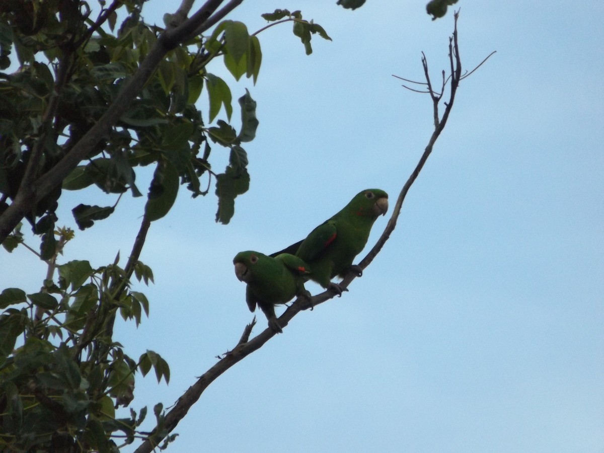 White-eyed Parakeet - UEDSON REGO