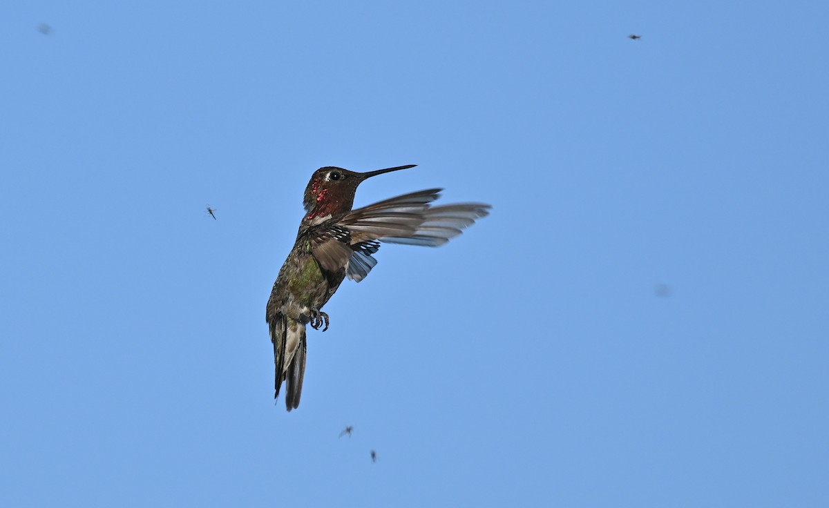 Anna's Hummingbird - ML619645451