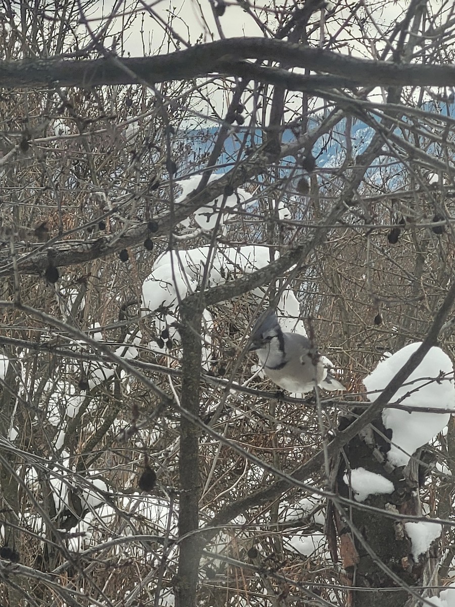 Blue Jay - Stephanie Molzhon