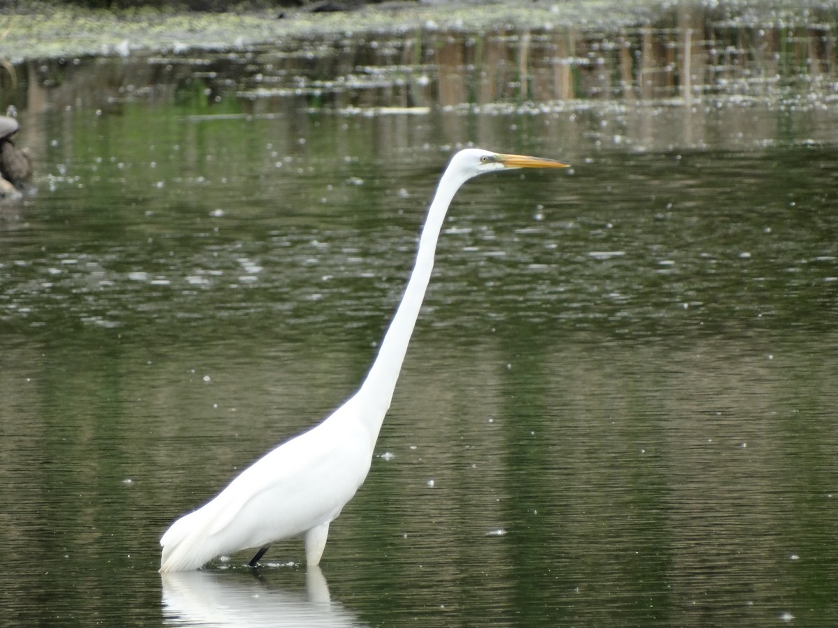 Great Egret - Jeffrey Sharpe