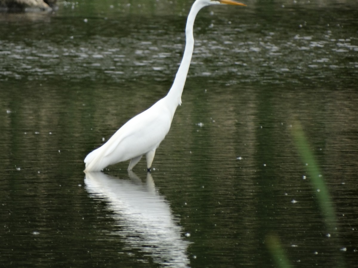 Great Egret - ML619645468