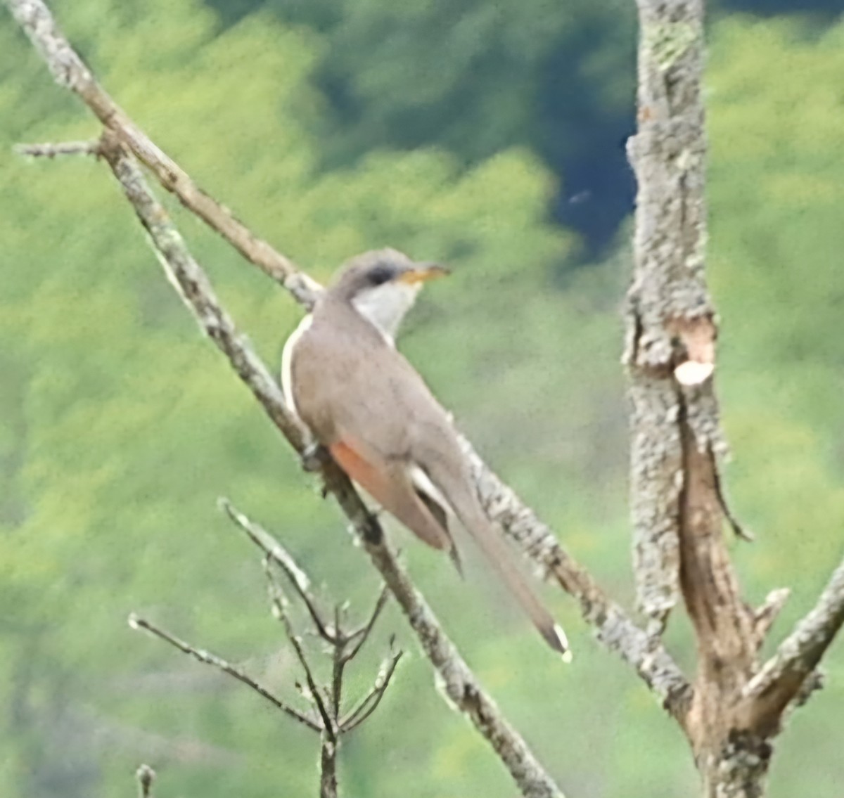 Sarı Gagalı Guguk - ML619645469