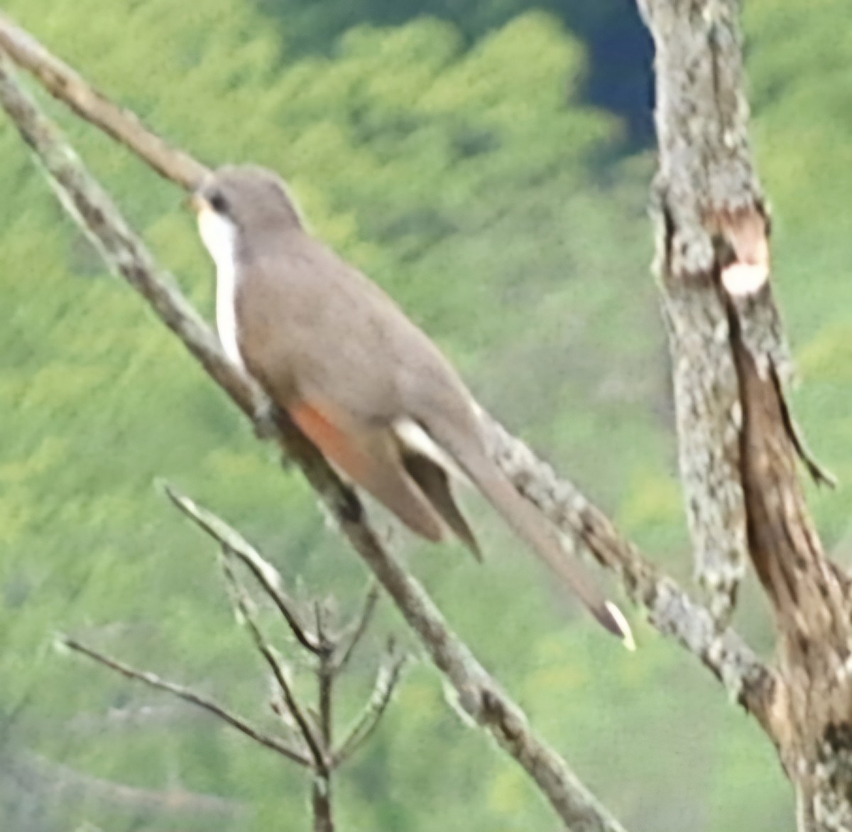 Sarı Gagalı Guguk - ML619645470