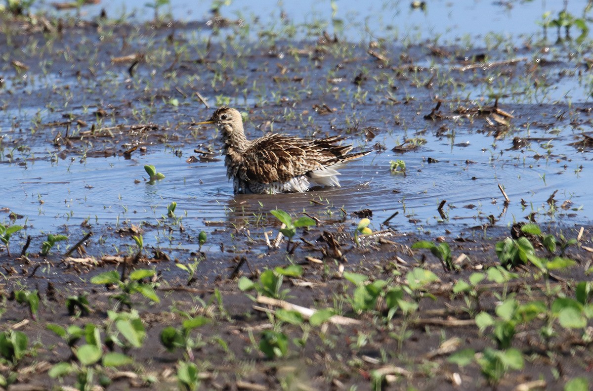 Upland Sandpiper - John Bissell